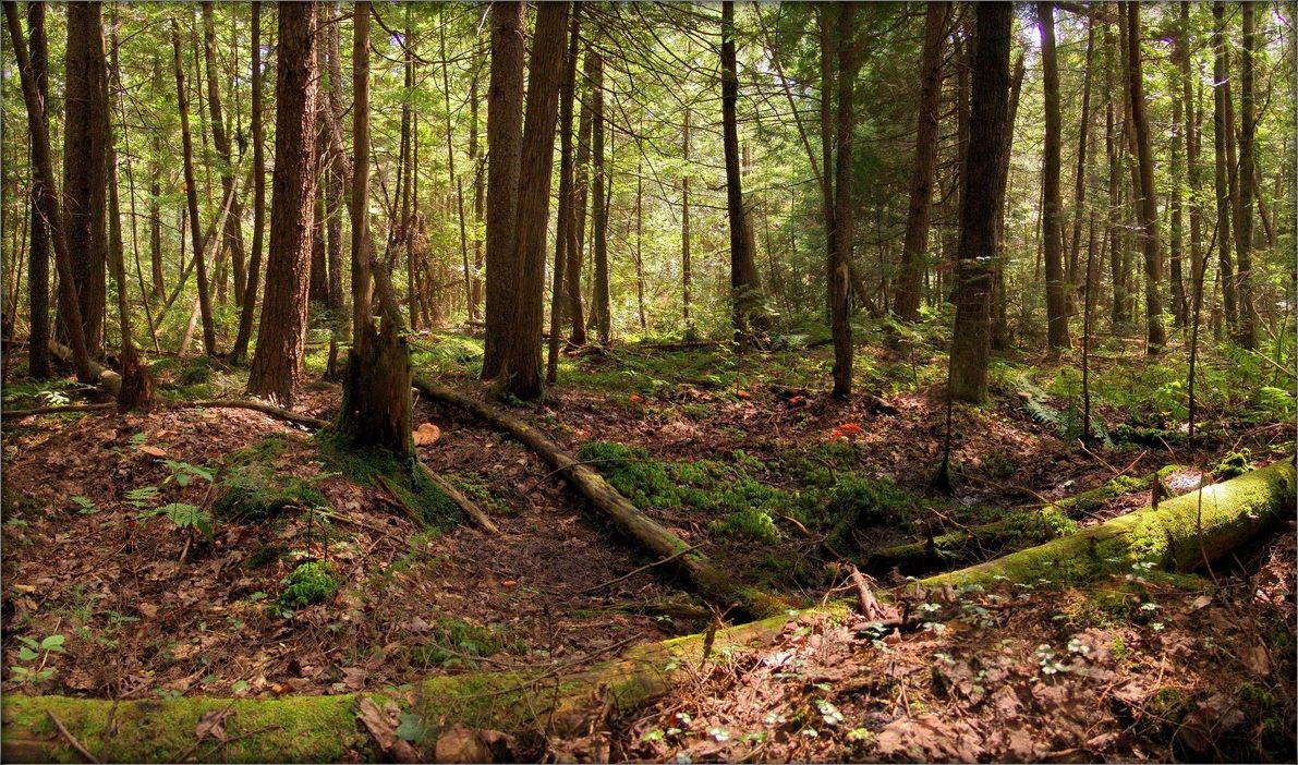 грибное местечко