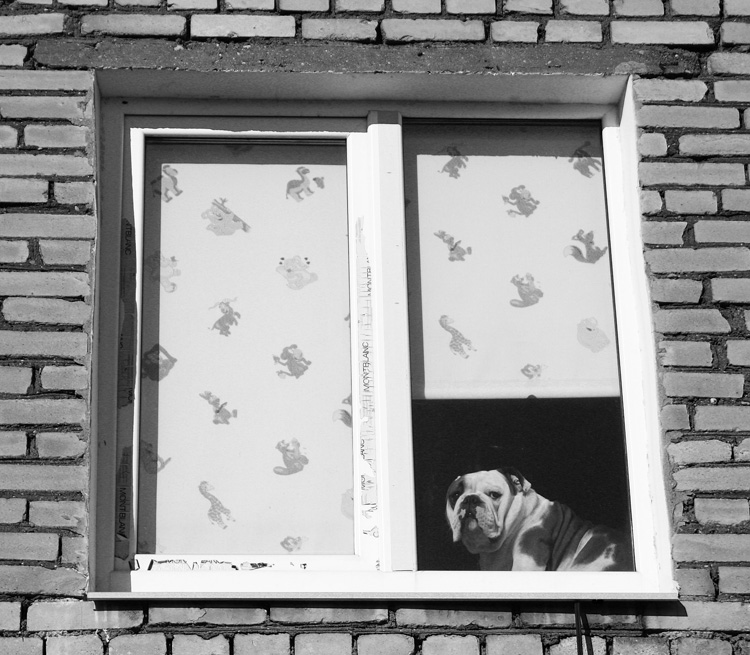 В мире животных