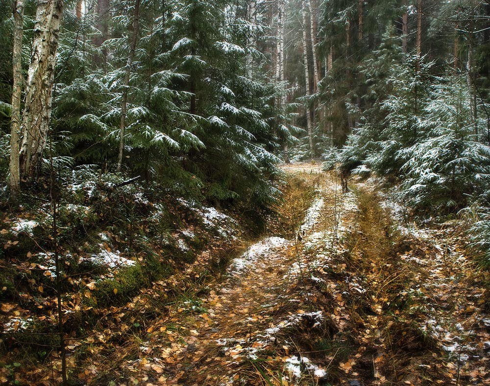Первый снег