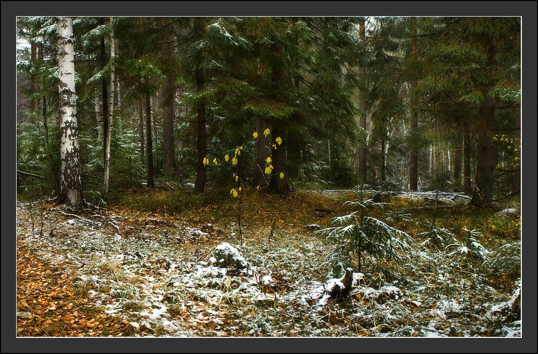 Предвестник зимы