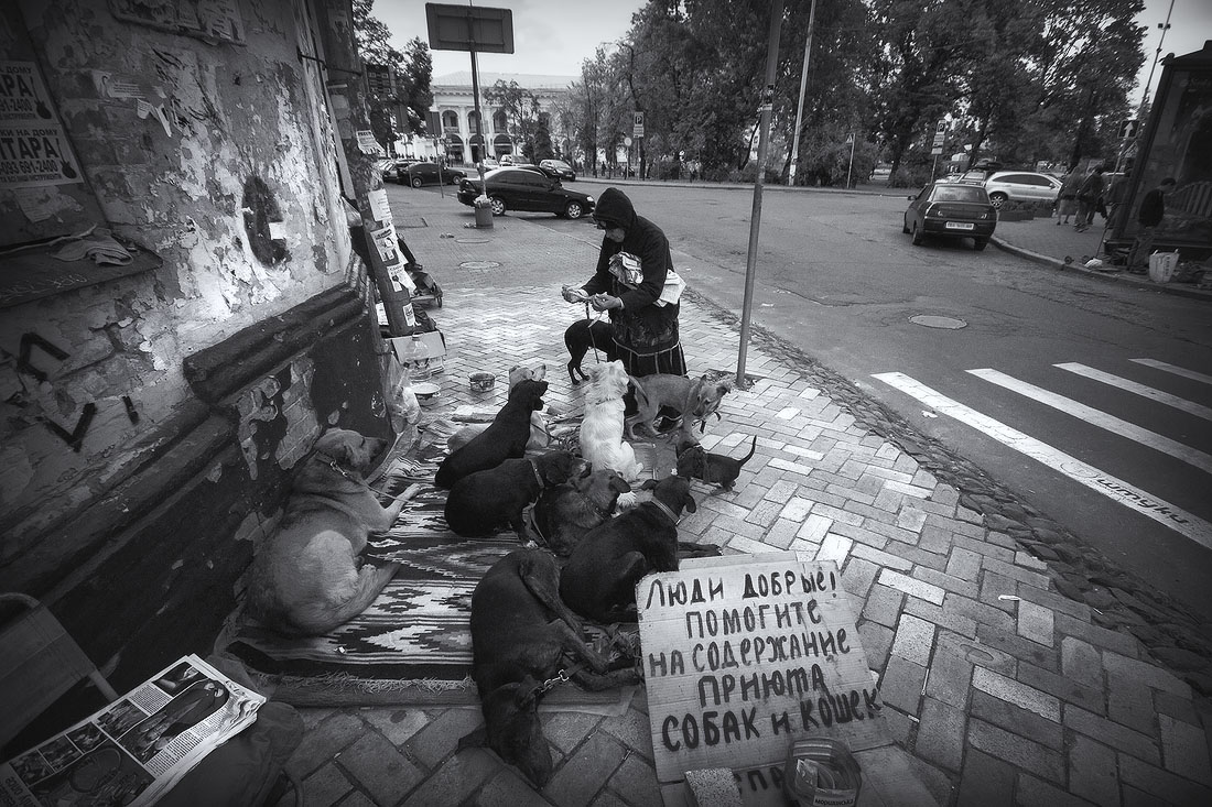 |   Собачий приют   |