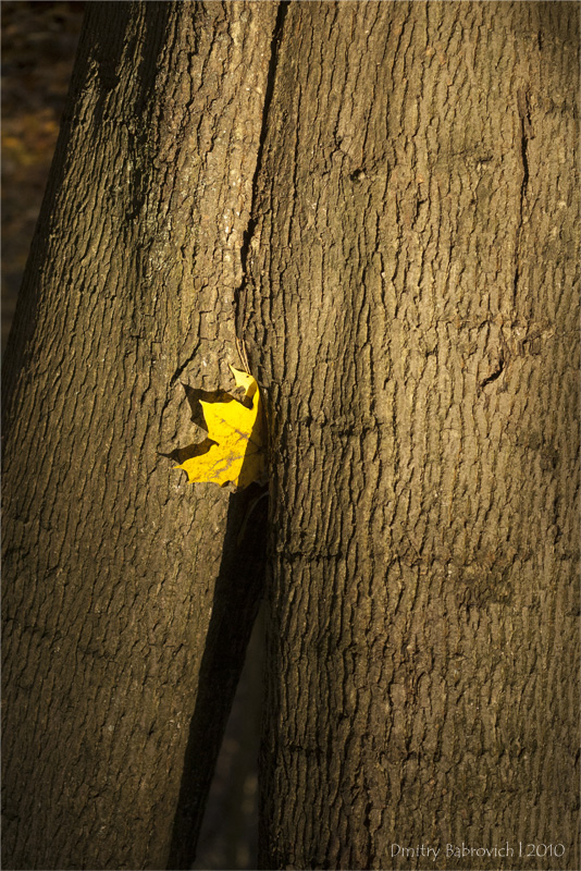 |*| или про осень