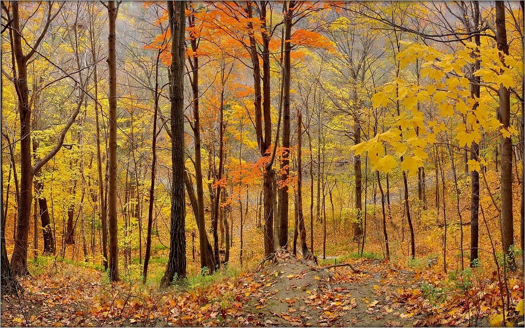 таксама восень