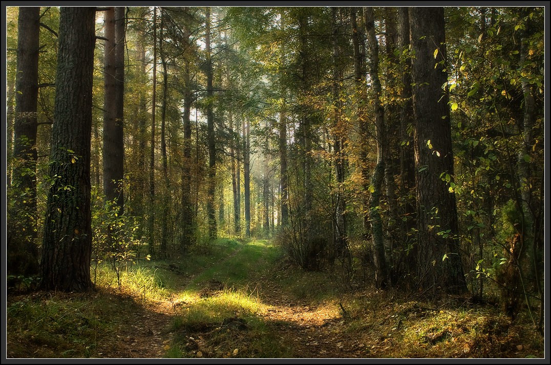 Лесной дорогой