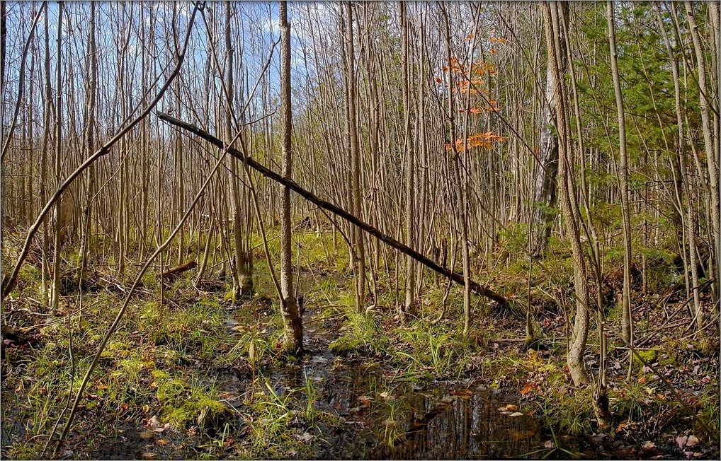 тут грыбы не растуць