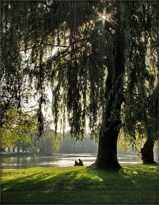 двое пад вярбою