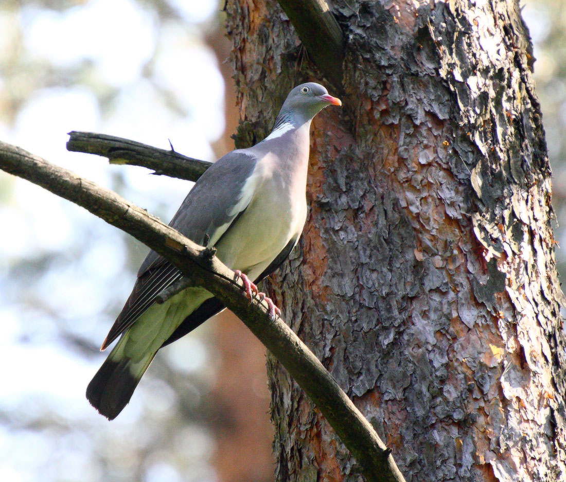 гордый вяхирь