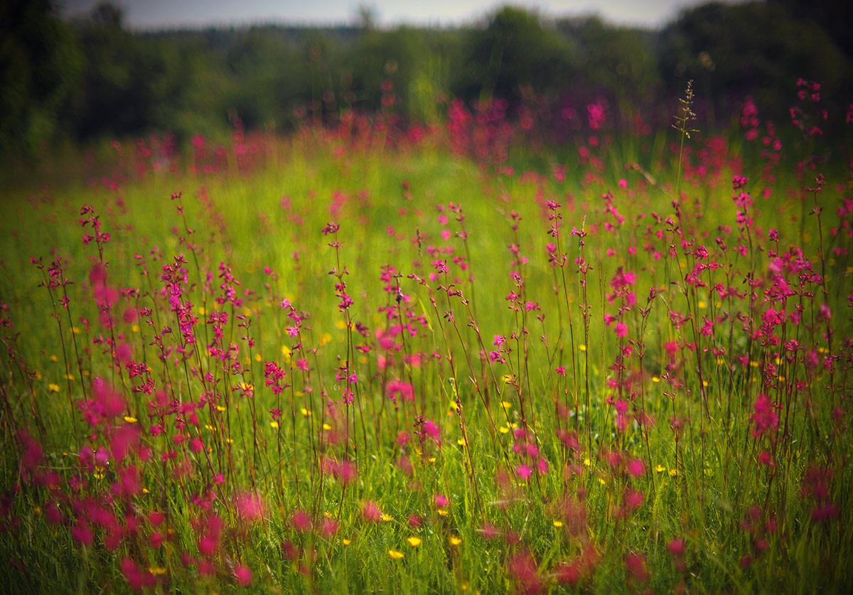 Летняя полянка