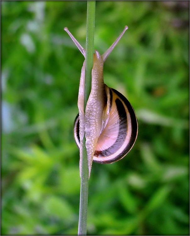 стрыпцiзёрка