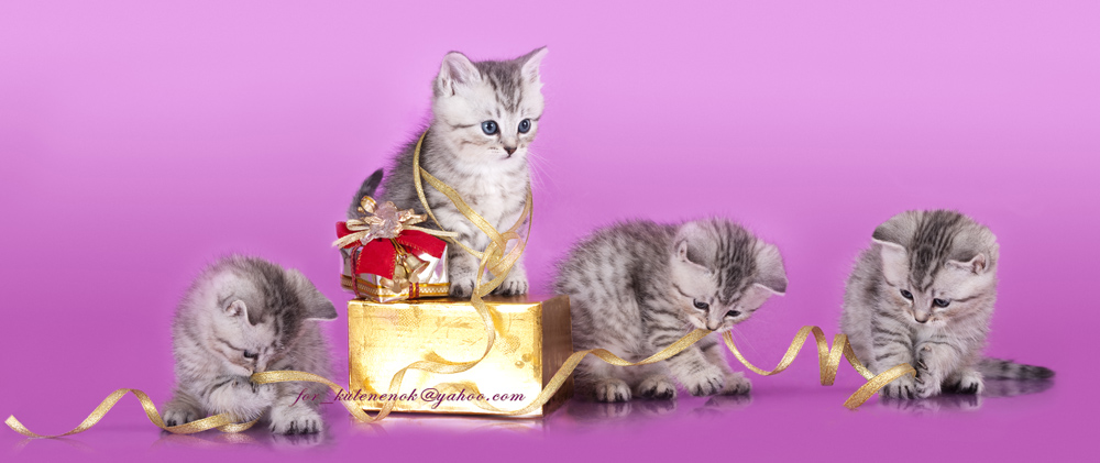 Упаковать подарочки