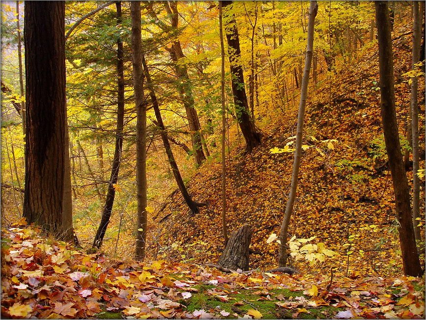 пора янтарных россыпей