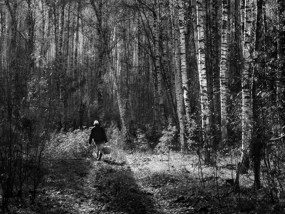 Последние грибы