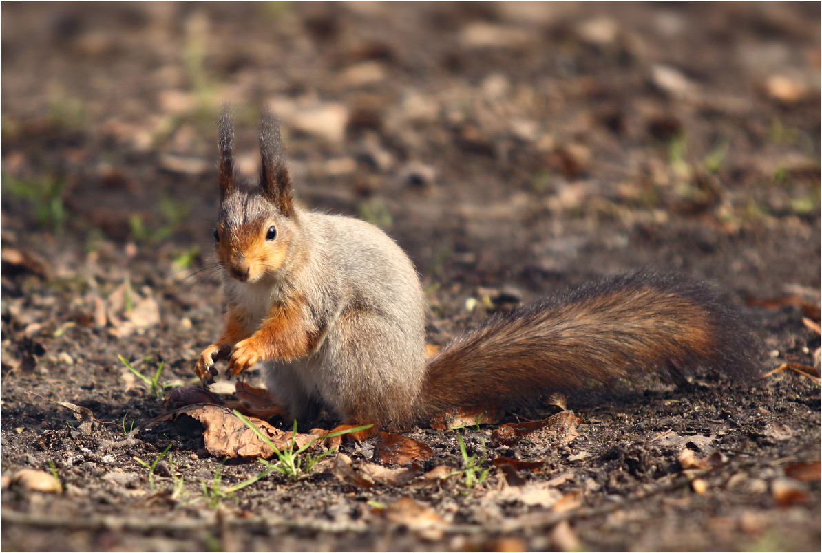 / Sciurus vulgaris /