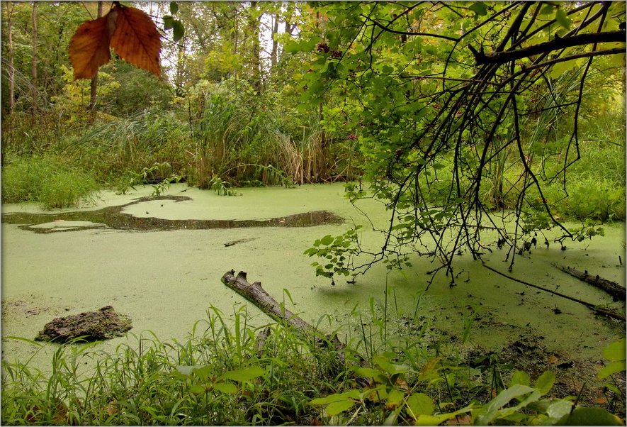 занесла нелегкая..