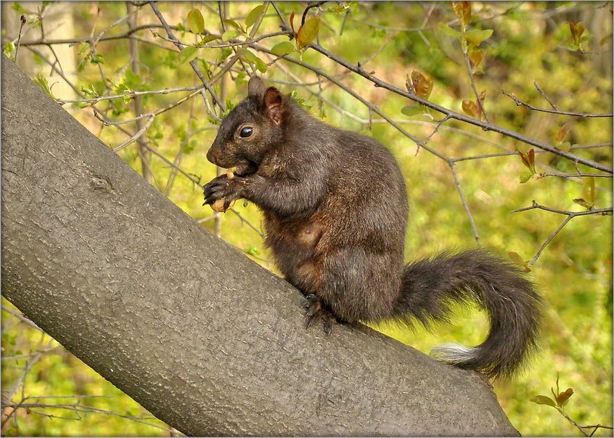 сьцежкі ў вавёрцы - на кожнай галінцы