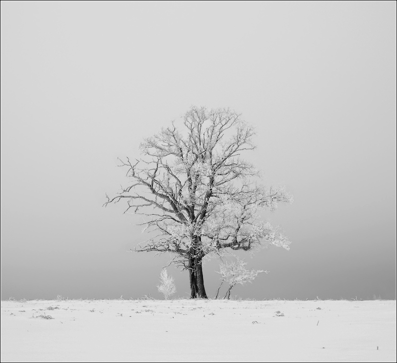 / без названия /