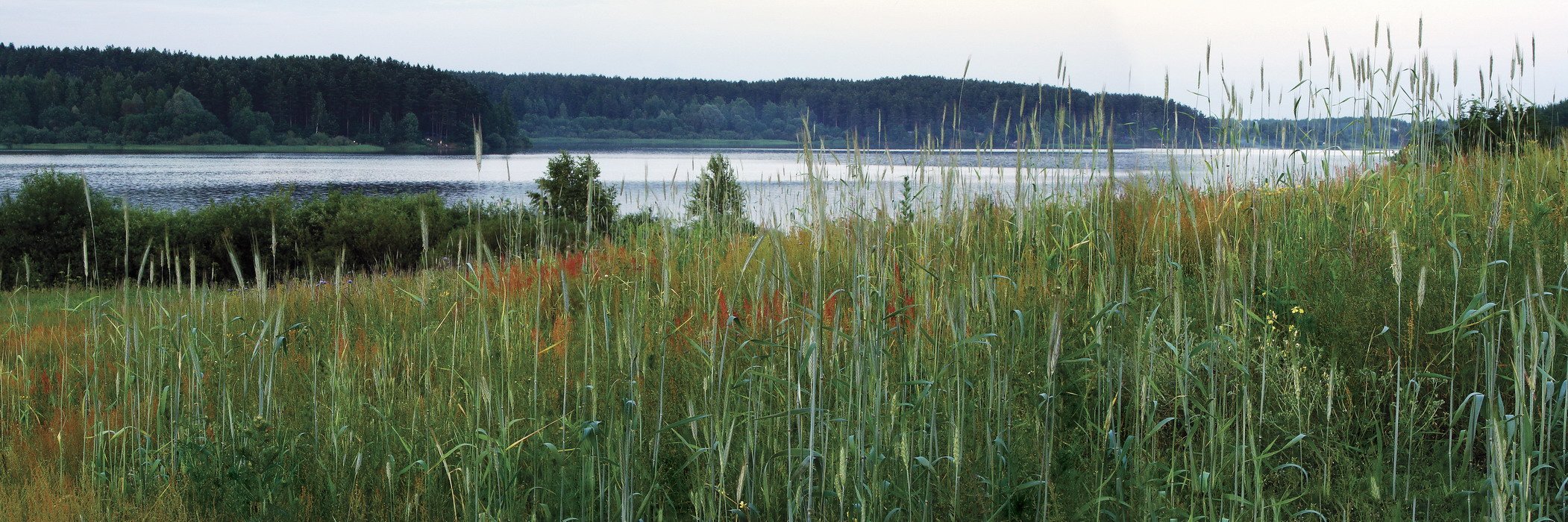 за колосковой занавеской....