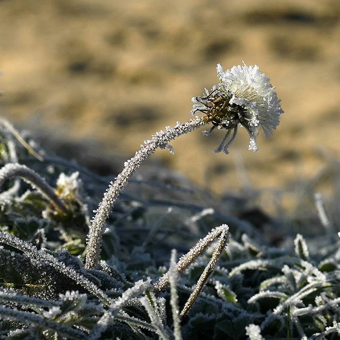 Задубелый одуван