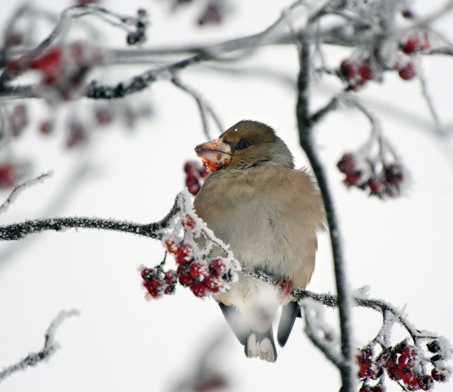дубонос отмороженный