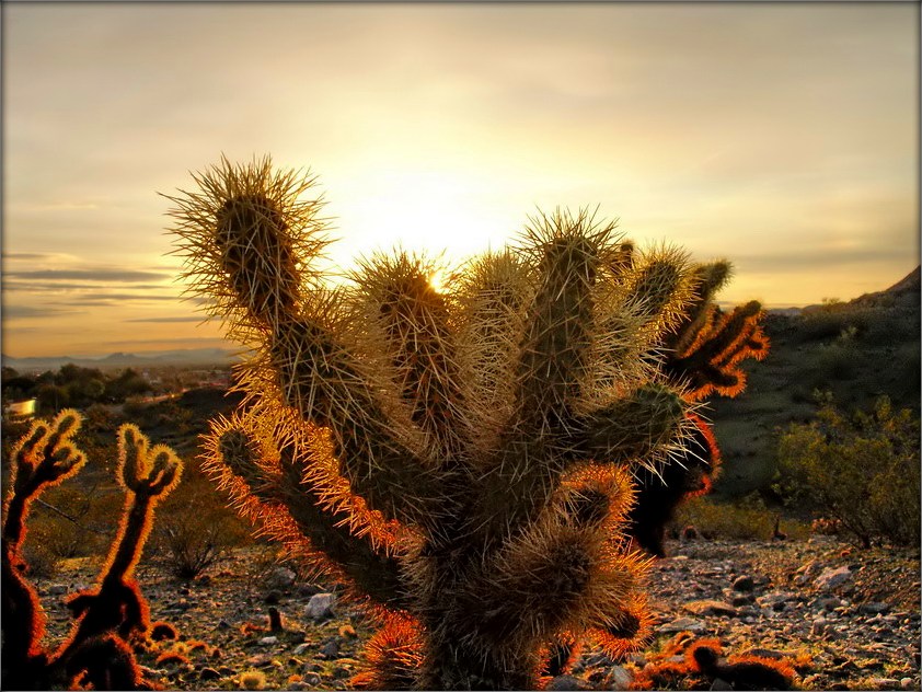 золото Аризоны