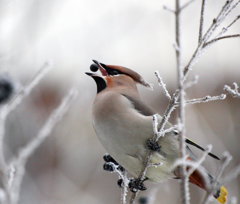 жонглер плодово-ягодный