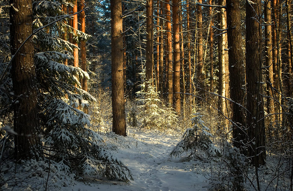 Утро в лесу