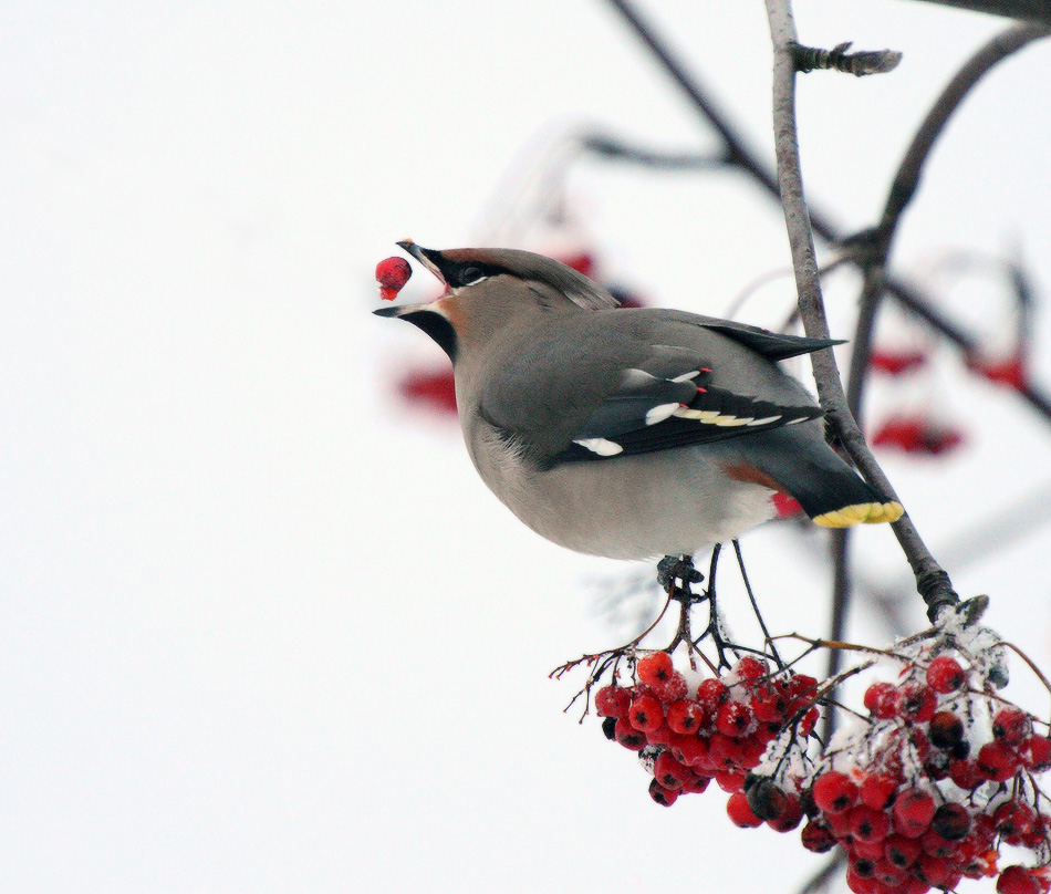 рябиновый жонглер