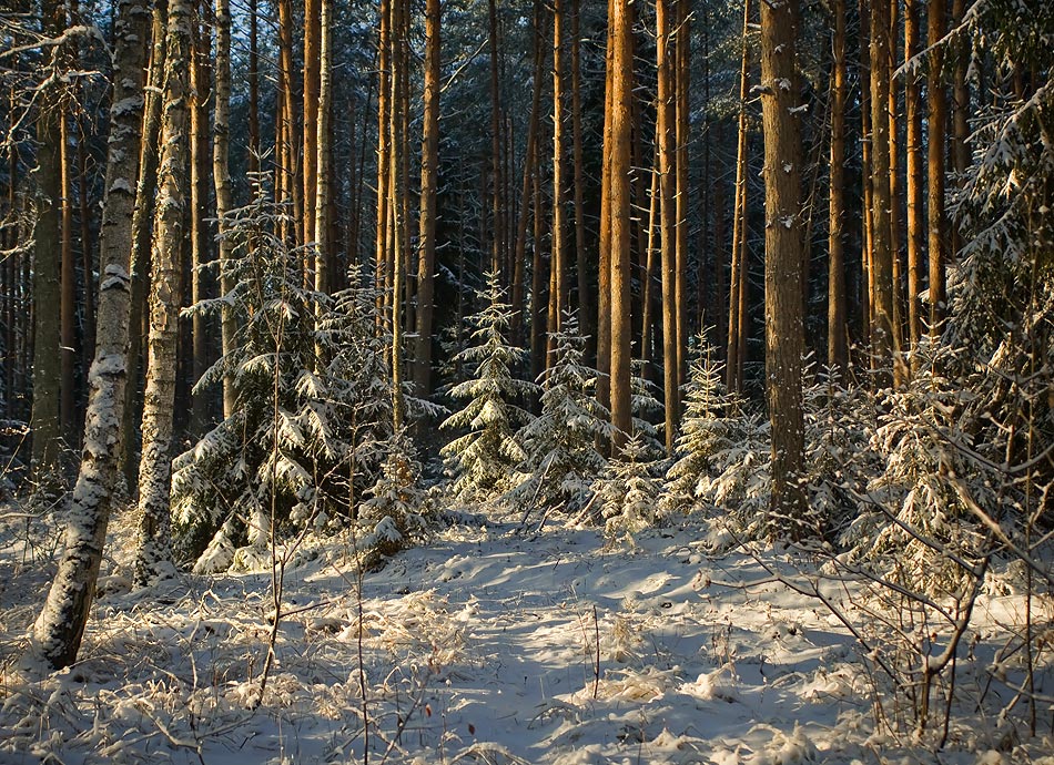 Лесное утро.