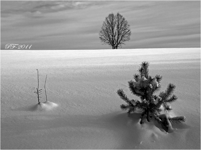 PF-2011. Творческого роста Вам !