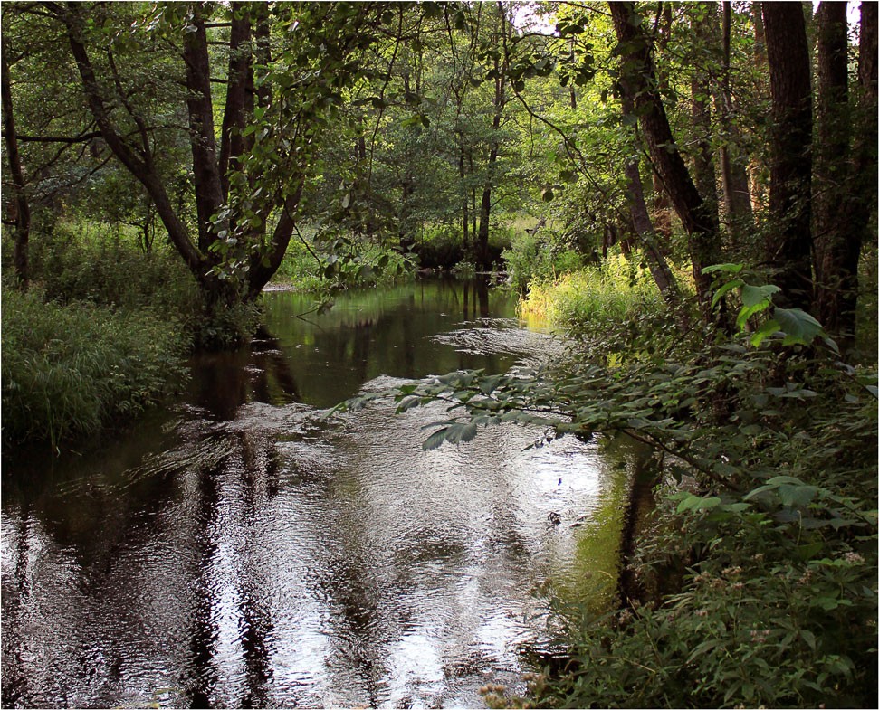 В лесной глуши