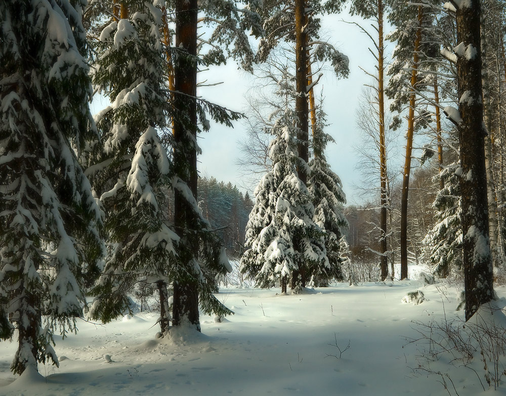 Предновогодний лес