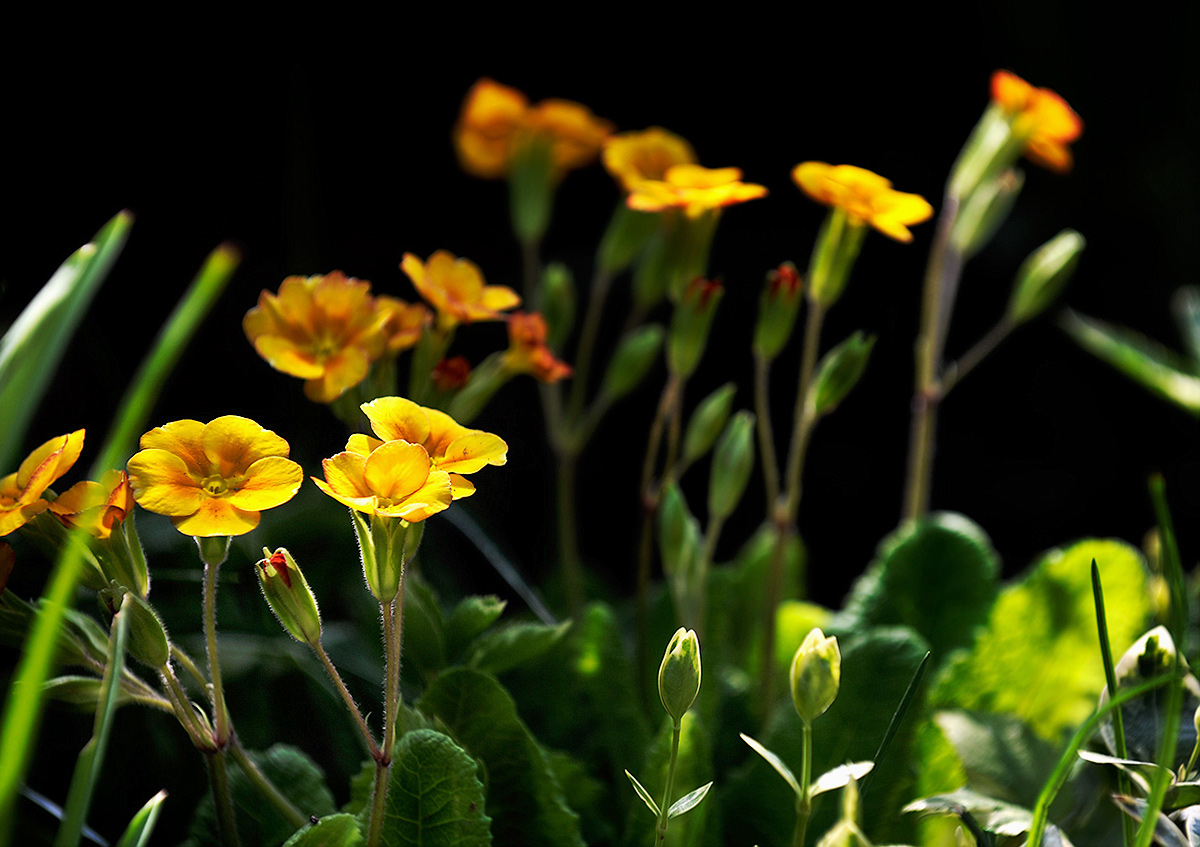 Про  цветы и лето