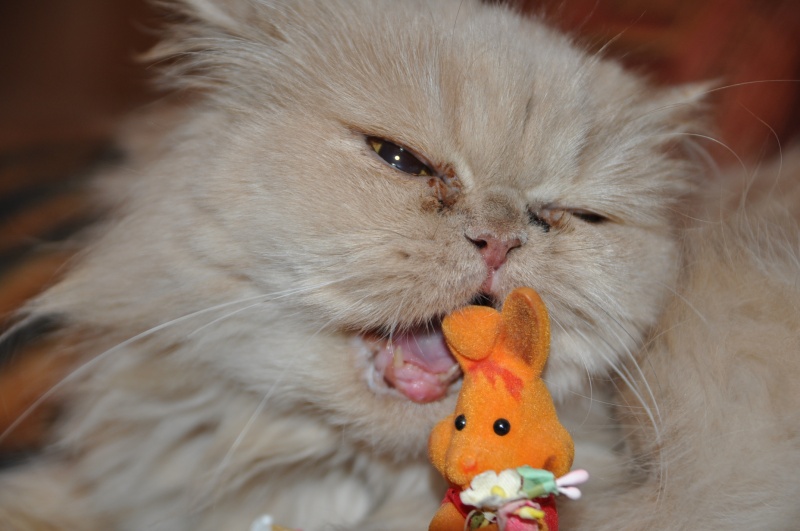 год Котэ и Кроликэ