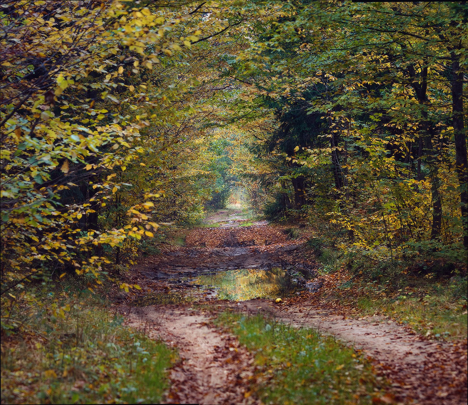 В осеннем лесу