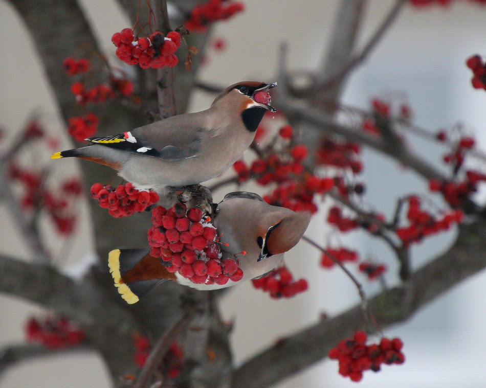 серые на красном