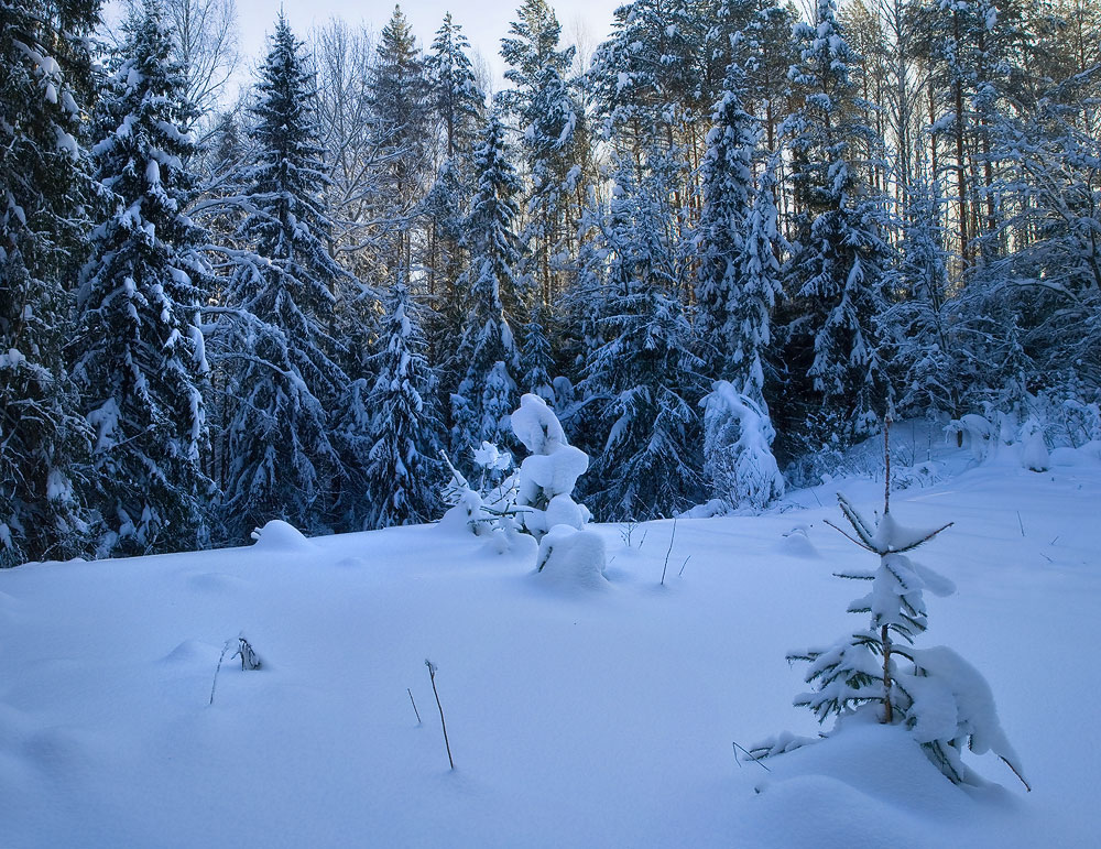 Холодное утро