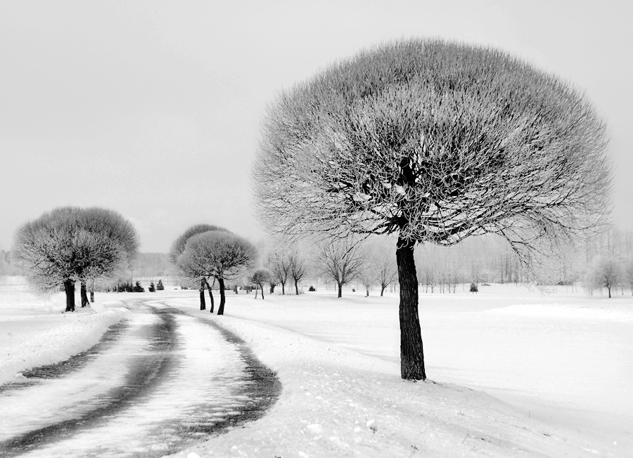 Одуванчики