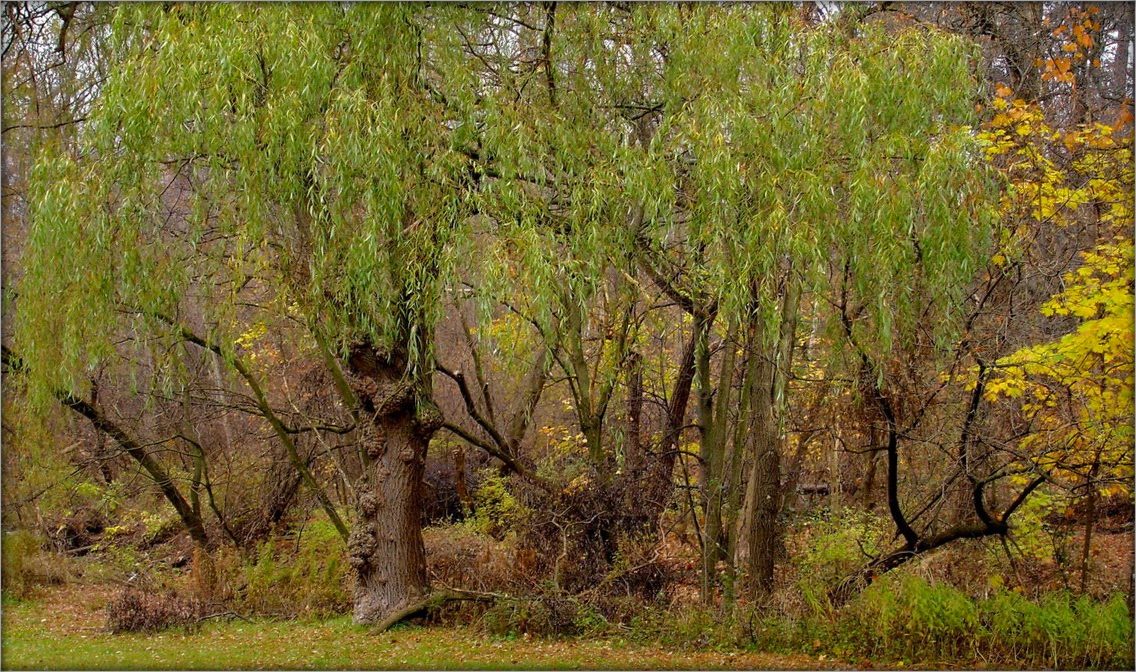 лешего не видали?..