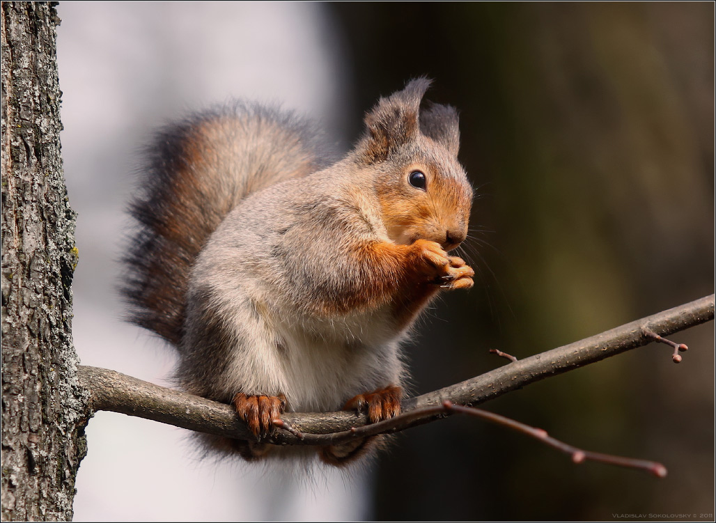 / Про белку /