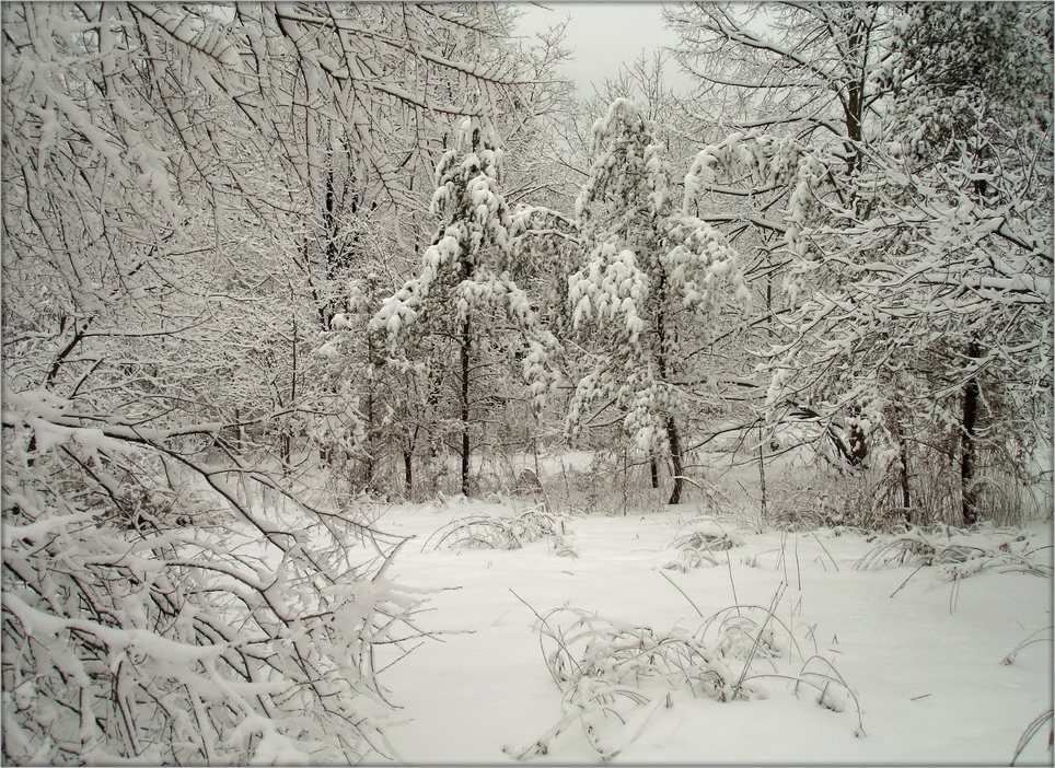 чем дальше в лес, тем больше снов