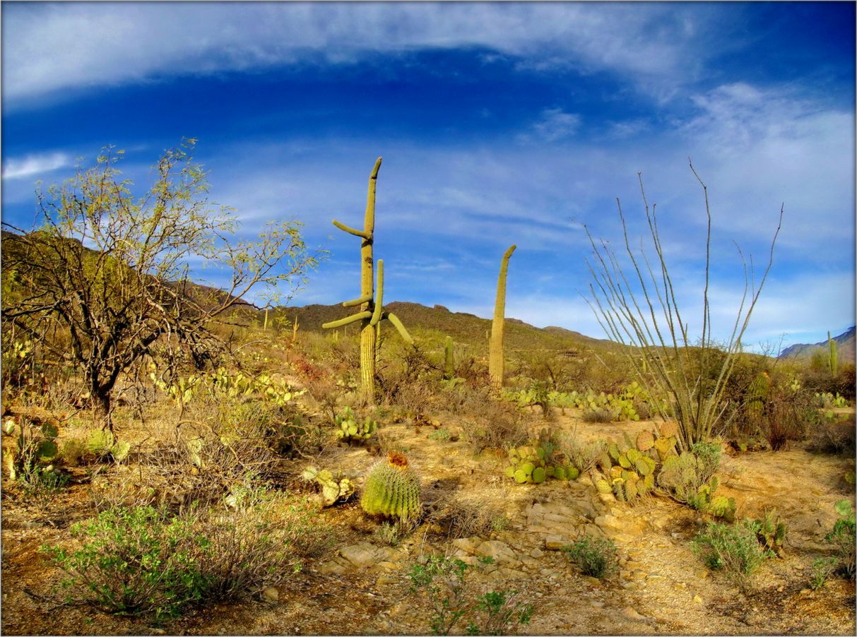 гэны хмыз у іх лесам завецца