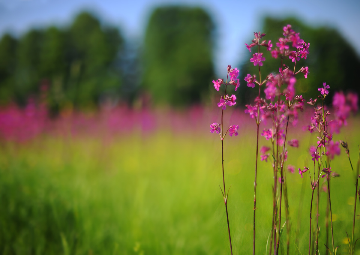 На летнем лугу