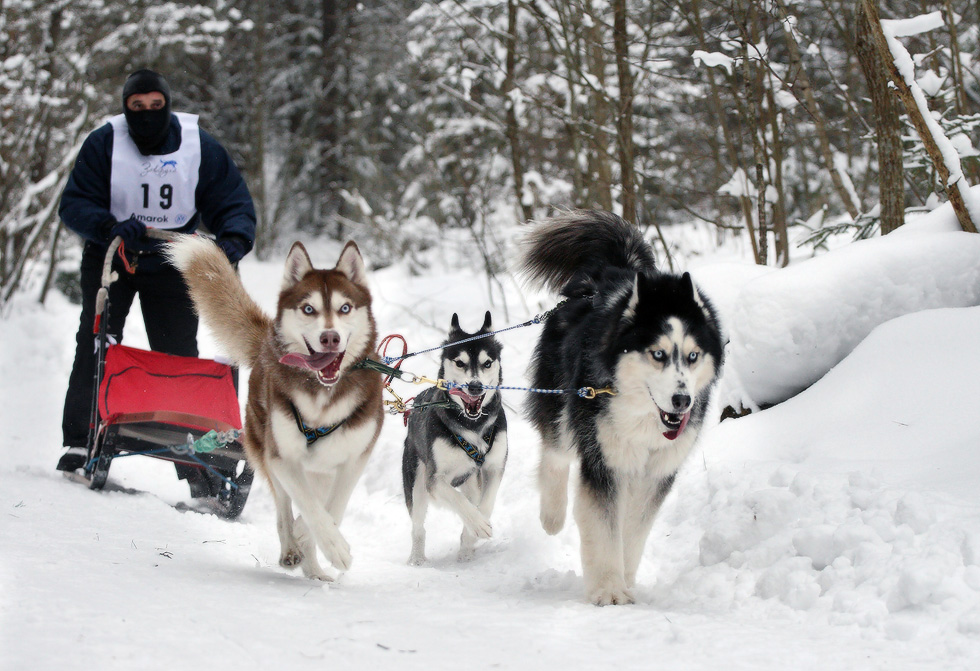 про злые языки