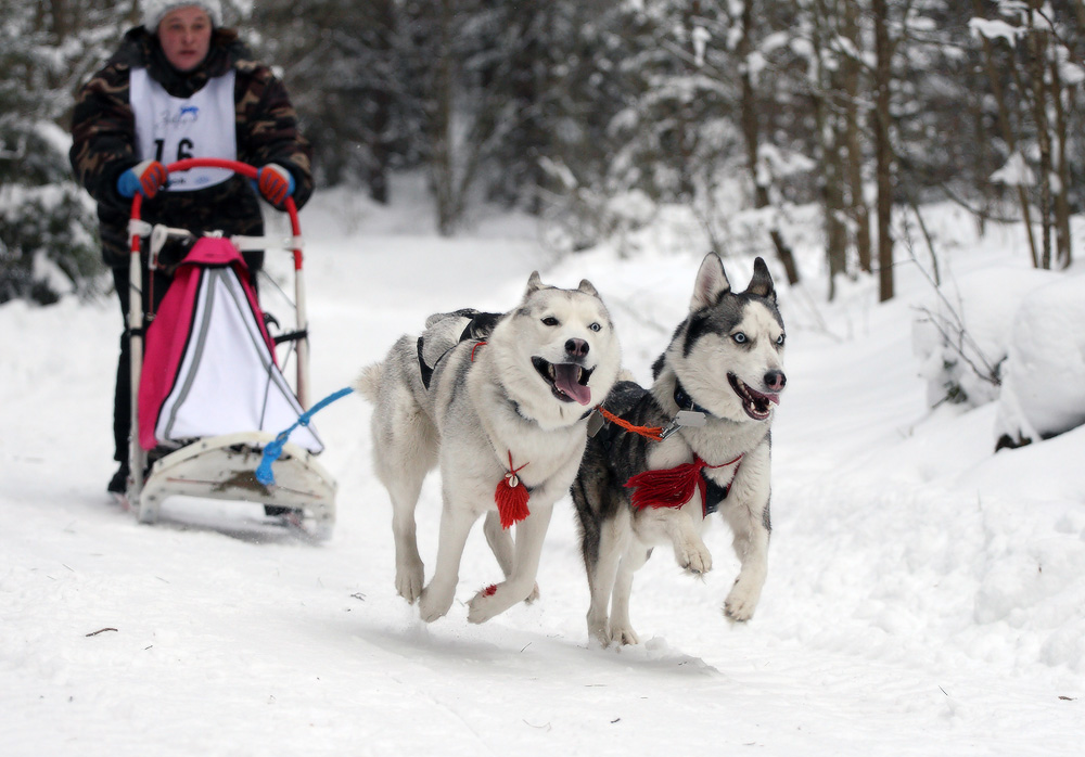 ветер в ушах, кровь на лапах