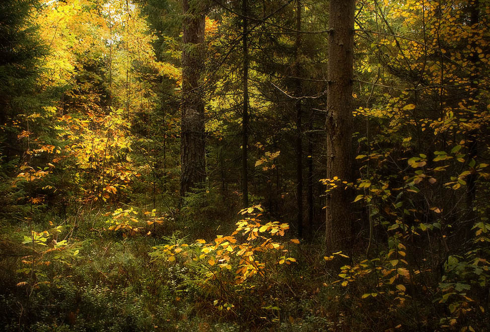 В лабиринте осени