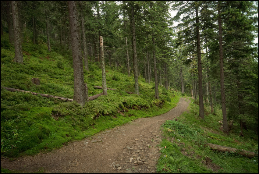 Гуляя по лесу