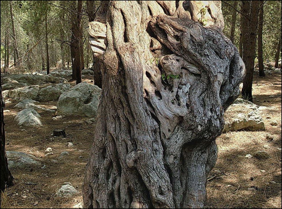 КРОКОДИЛ И КРОЛИК