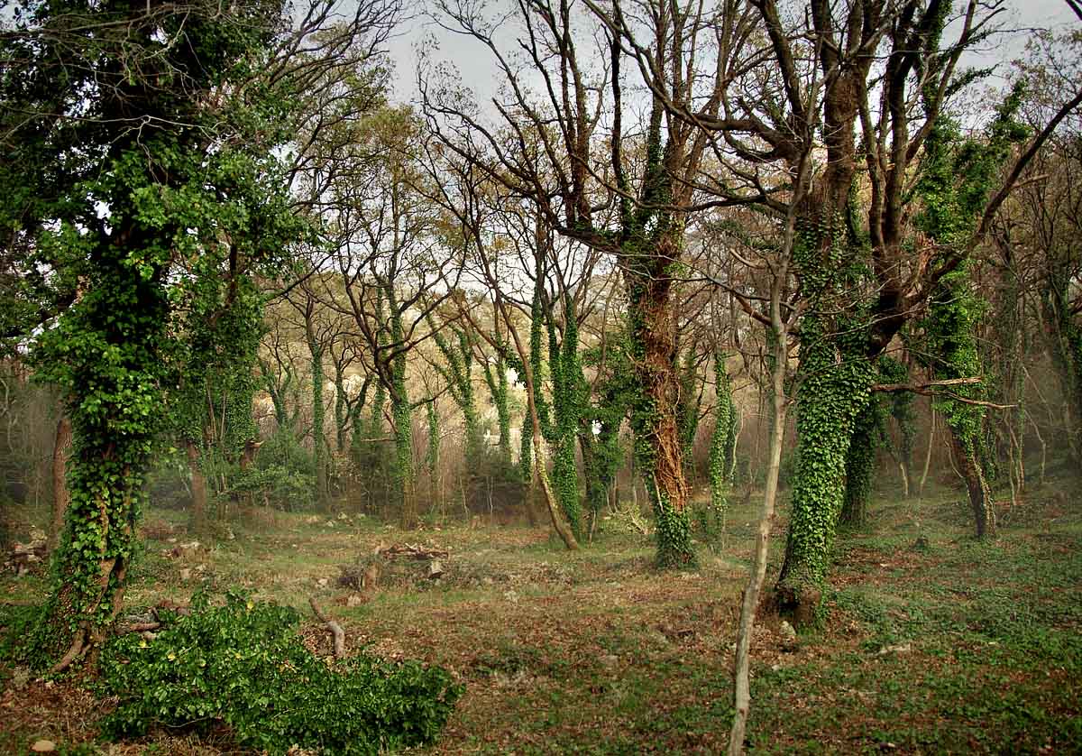 не наш лесок