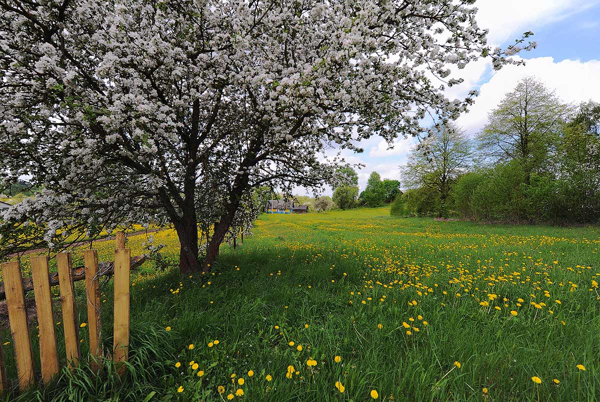 Одуванчиковая  жизнь