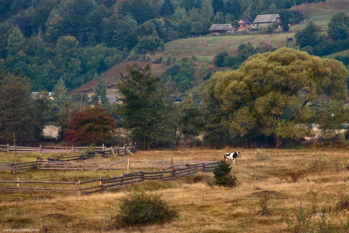 Прикарпатский этюд
